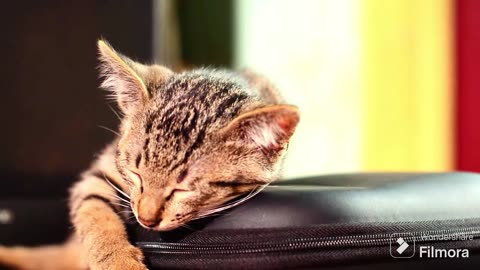 Cute Cats Funny sleep :)