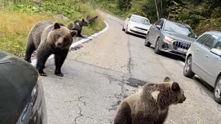 Bear Family Relaxes on Roadway