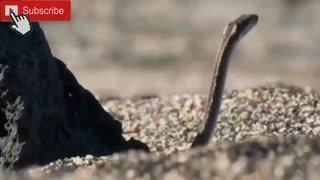 Incredible Lion Protects His Siblings From Too Big Anaconda! Snakes, Mice, Lizard, Eagle, Mongoose