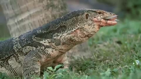 Danger species Crocodile 🐊 eating her food