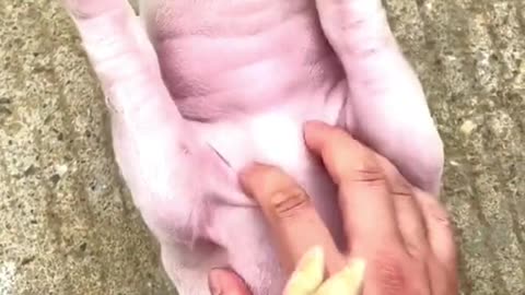 #pig#funny#Thank you for attention