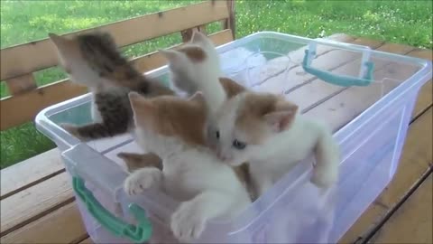 Kittens meowing (too much cuteness) - All talking at the same time!_3