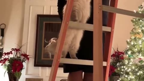 Funny cat climbs in a polite manner