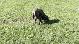 Golden Engulfed in Mud