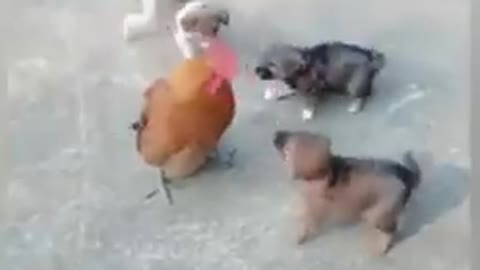 CHicken vs Dog fight cant stop laughing