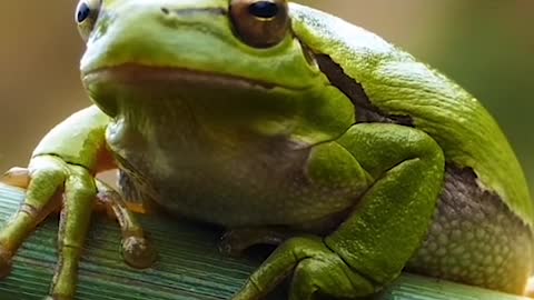 Green Frog in tropical rain forest