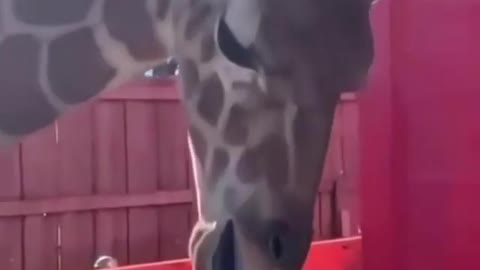 Giraffe! What you doing with this pole😅🤣