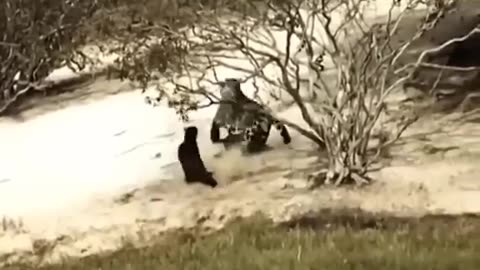 Otter fights with Jaguar & escapes #otter vs 🐆#jaguar #wildlife #survival