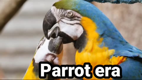 Parrot Feeling Love