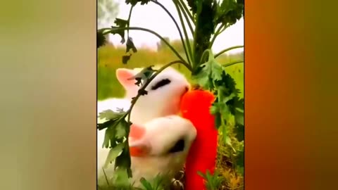 Funny animal videos | viral videos | viral clips