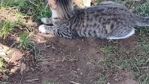 Cats Stella and Charlie playing outside