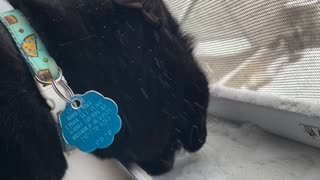 Kitty Gets Chilly From Snacking on Snow