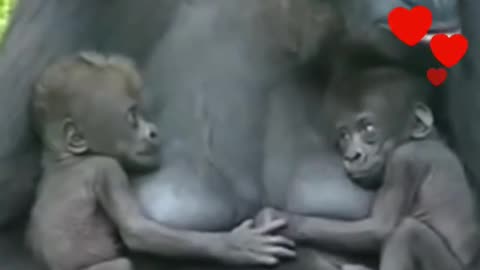 Gorilla playing with babies