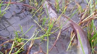 many fish on the grass, fishing