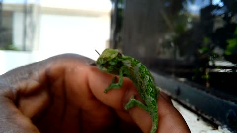 Helping a sick chameleon to feed .