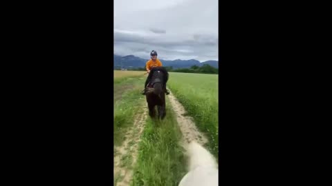 Big Horses Compilation pt 6