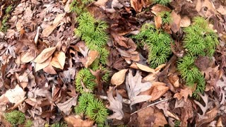 Walking the Trail (time lapse)