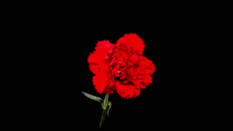 Beautiful time lapse of opening carnation flower