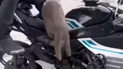 Cats jump in the motorcycle ?