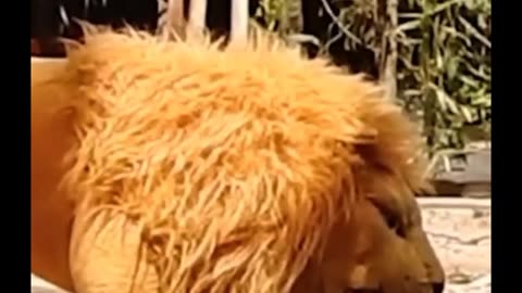 lione dog funny video👍👍👍