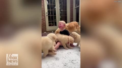 Playful Golden Retriever puppies bring a little boy some very big laughs