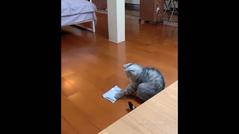 OMG So Cute Cats Best Funny Cat Videos 2021