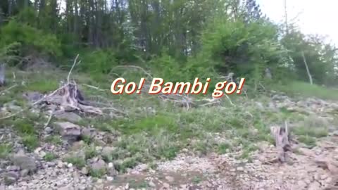 Go Bambi go! Deer can swim!