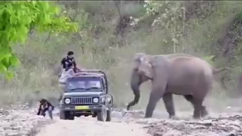 Elephant’s Epic Prank on Jeep Safari