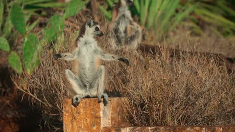 Lemurs Love this Sweet Nectar From a Very Unusual Bug 🦟 Gangs of Lemur Island Smithsonian Channel