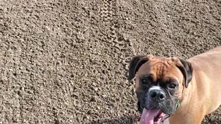 Boxer dogs, Harvey and Clyde