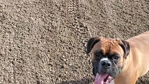 Boxer dogs, Harvey and Clyde