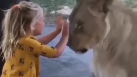 Little girl playing with big cat 😅