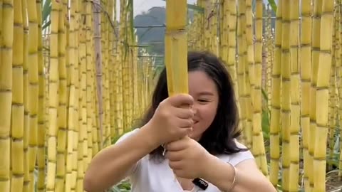 Sugarcane farming 🧺🚜