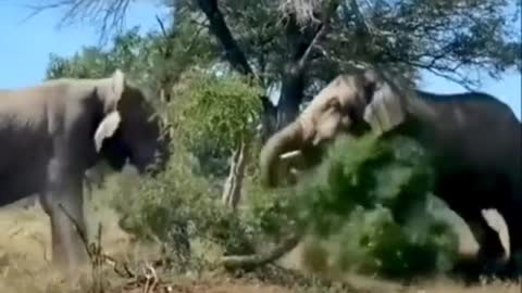 Elephant fight (wildlife)
