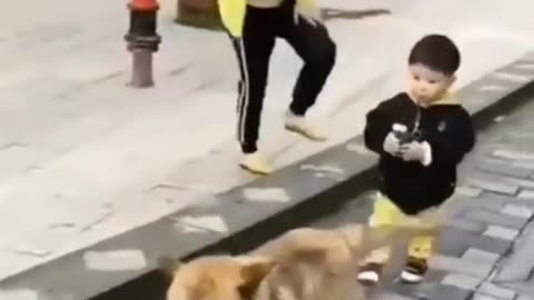 Funny dog dance video