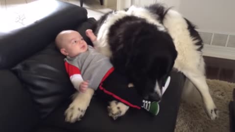 Dogs Playing With Babies Compilation 2023|control your laugh 😶🤣 YOU can't | FUNNY VIDEO