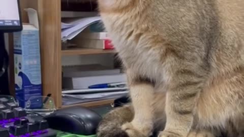 #Short Funny Ginger Cat on desk