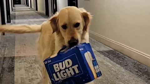 Good Dog Carries Case of Bud Light