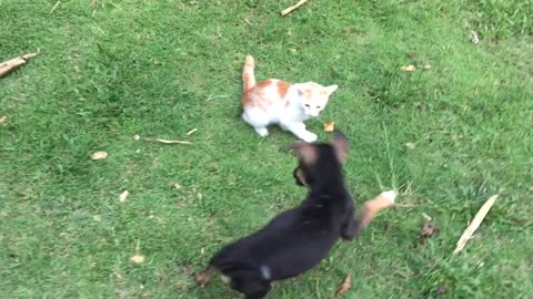 Funny cat and video fight and play puppy and kitten funniest
