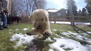 Golden Retriever puppy attacks GoPro