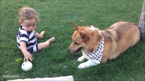CUTEST Compilation - Corgi Are The Best -