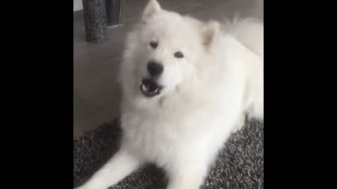 Samoyed dog howling will make you smile