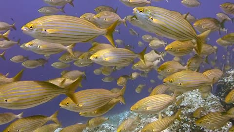 A crowd of fish in the depth of the sea