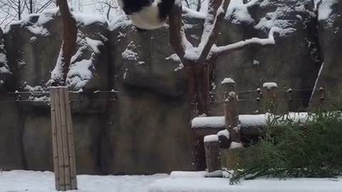 The panda who likes to climb trees