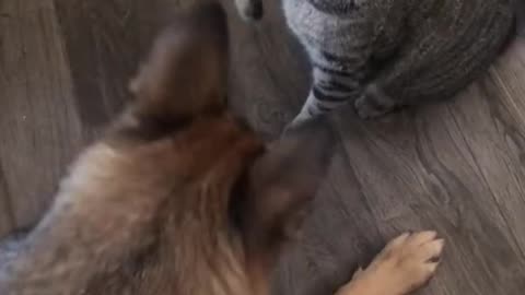 funny cat and dog fights#shorts