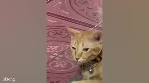 Funny cat video