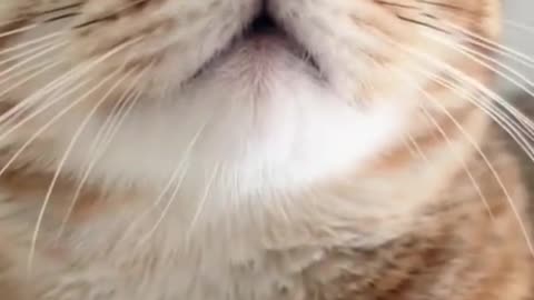 Cute cat meowing