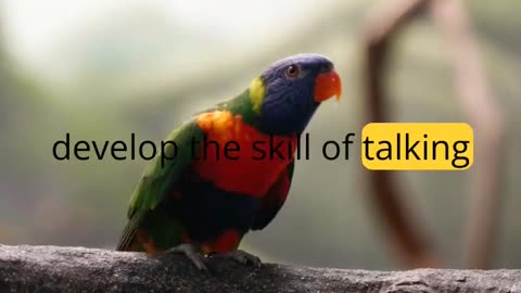 Females & Fancy Talk: Do Lady Parrots Talk Too?(can female parrots talk?) #pets #parrot