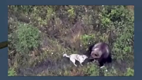 Lost Husky Befriends Bears in Kamchatka 🐾🐻