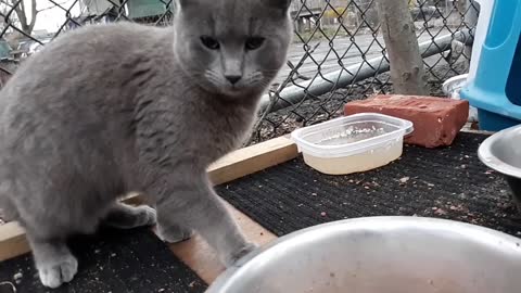 Russian blue cats